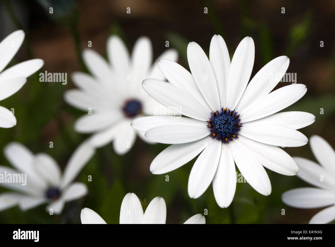 Osteospermum ecklonis 'Sky and Ice' flower in the garden. Cape daisy. African daisy. Stock Photo