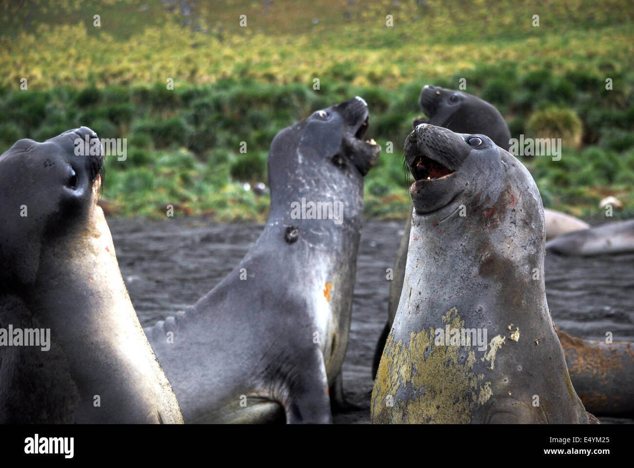Elephant Seals on South Georgia Stock Photo