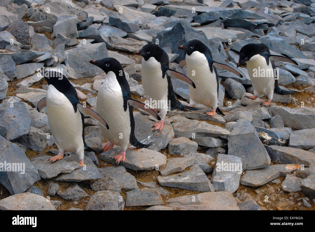Adelie Penguins on Paulet Island, Antarctic Stock Photo