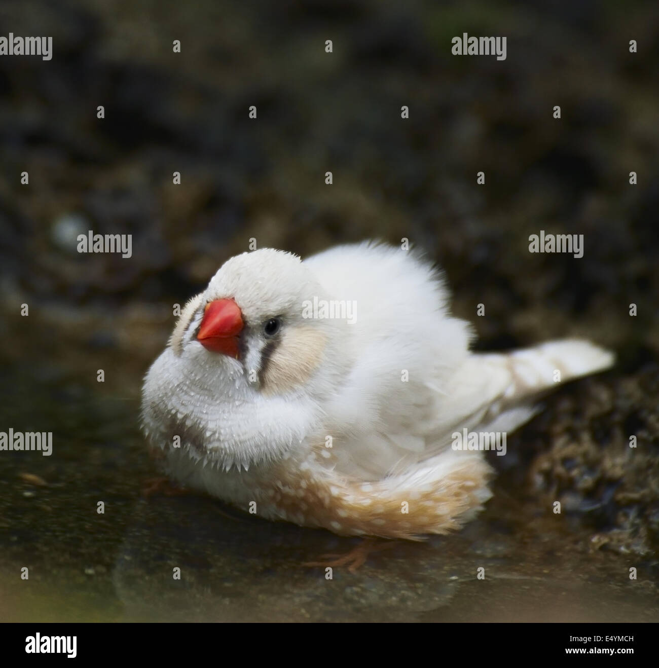 Zebra Finch Taking A Bath Stock Photo Alamy