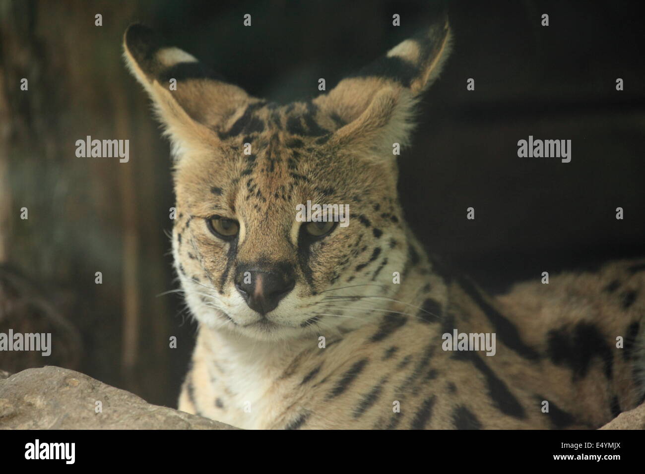 animal, wildlife, nature Stock Photo - Alamy