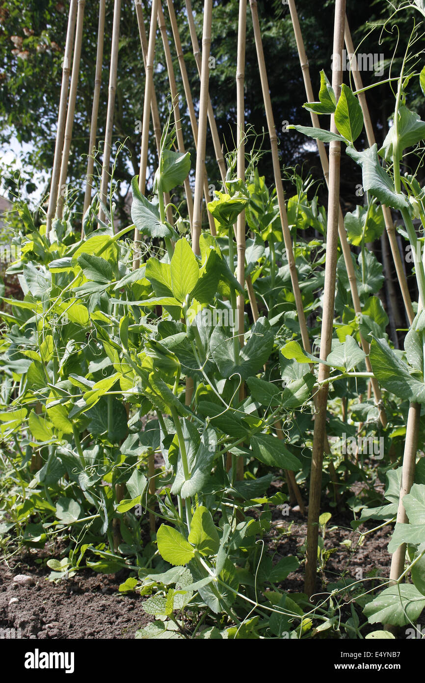 pea "greenhurst" growing up bamboo canes in garden Stock Photo Alamy