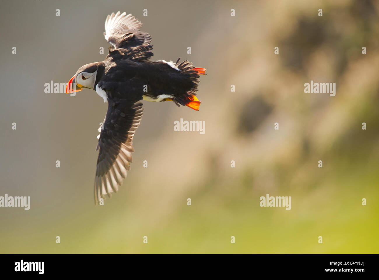 An Atlantic puffin (Fratercula arctica) in flight. Stock Photo