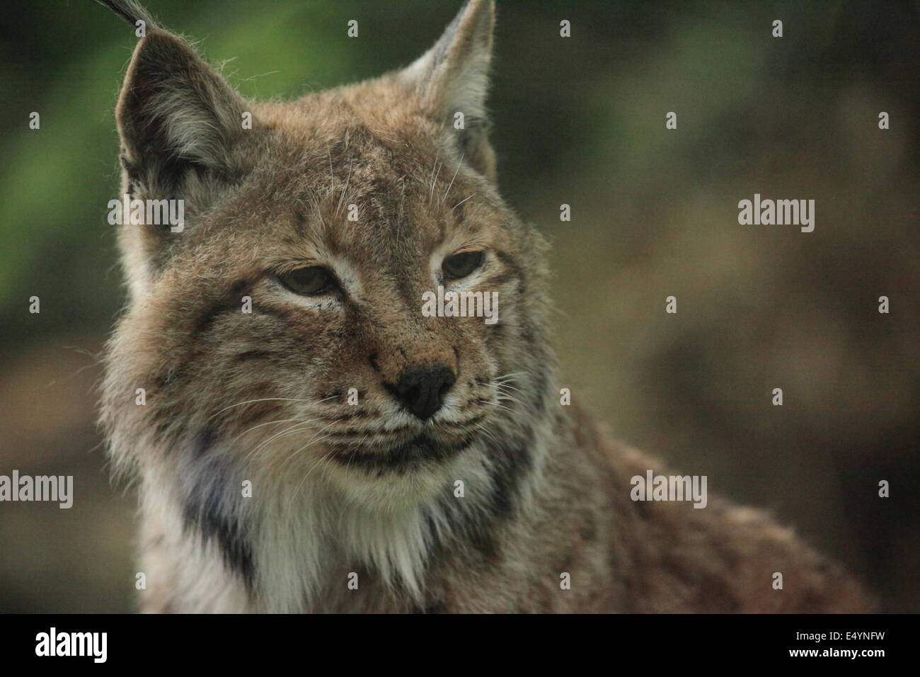animal, wildlife, nature Stock Photo - Alamy