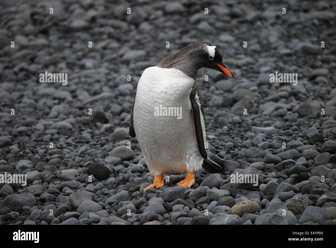 Gentoo Penguin, Brown Bluff, Antarctic Stock Photo