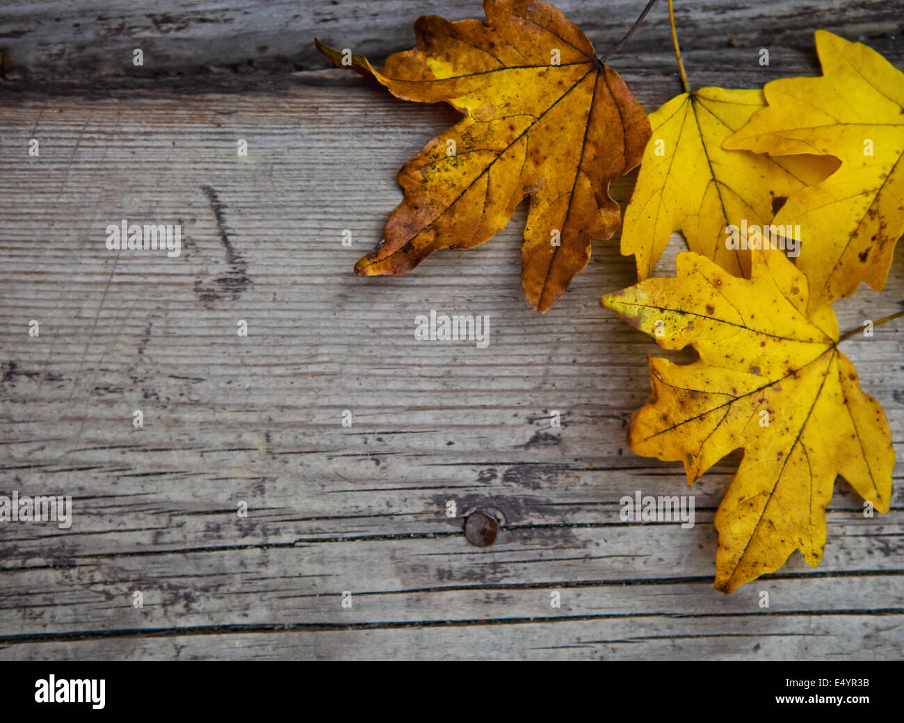 Autumn background with maple leaves Stock Photo - Alamy