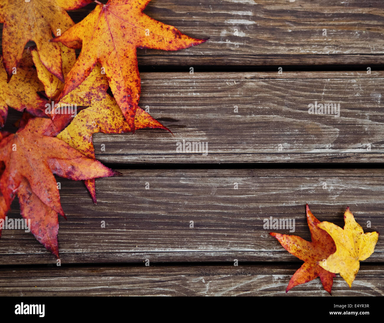 Autumn background with maple leaves Stock Photo - Alamy