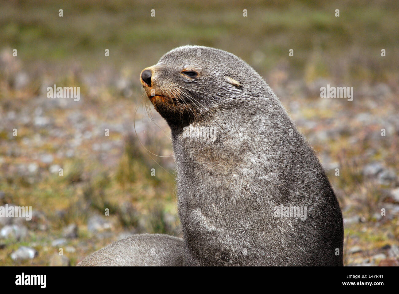 Fur Seal, South Georgia Stock Photo