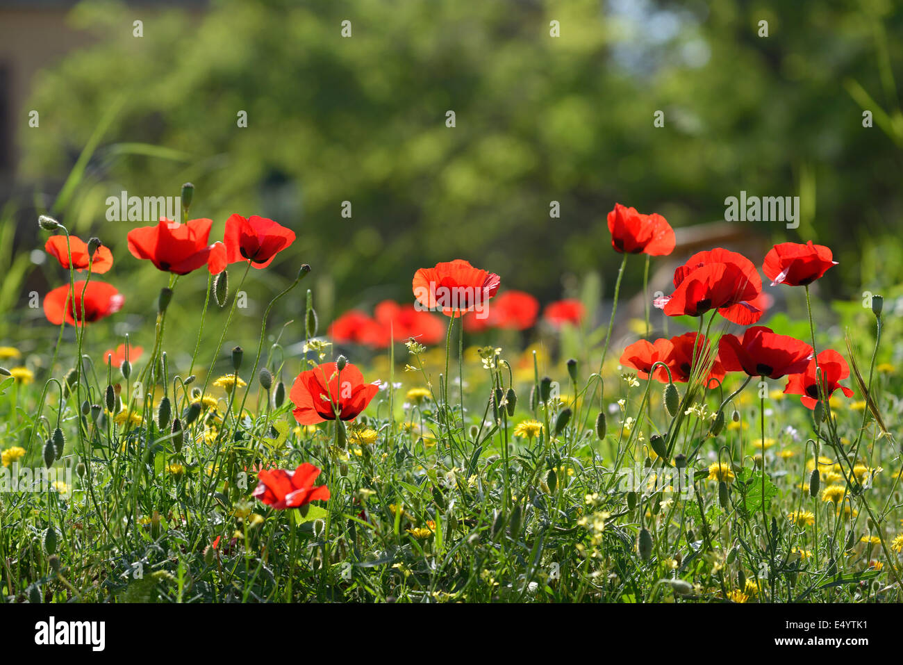 Poppy flowers in Athens, Greece Stock Photo - Alamy