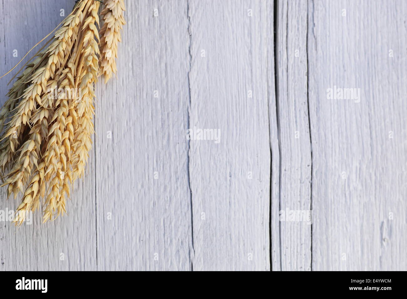 Ears of wheat on a white wood background Stock Photo