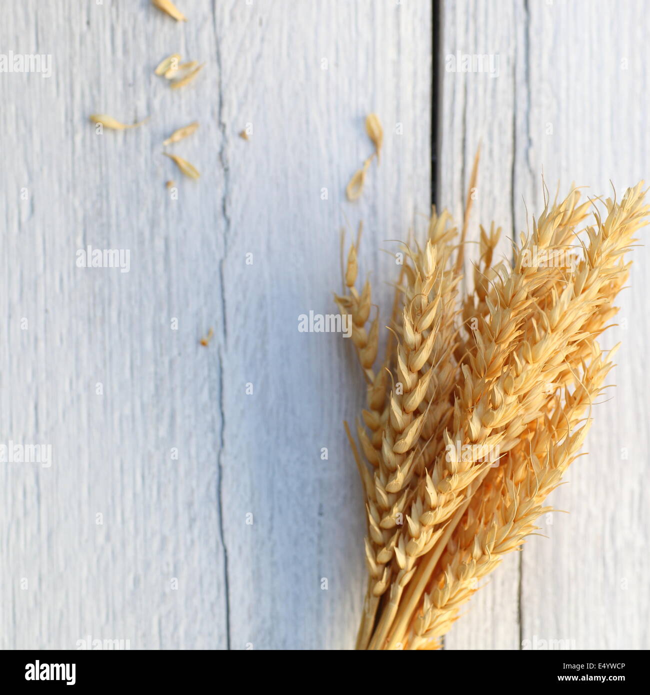 Wheat sheaf hires stock photography and images Alamy