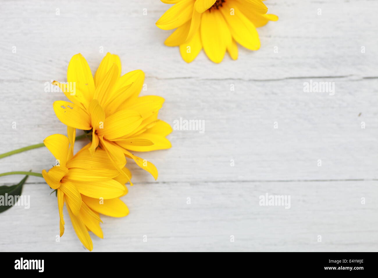 Bright vibrant fresh yellow flowers Stock Photo
