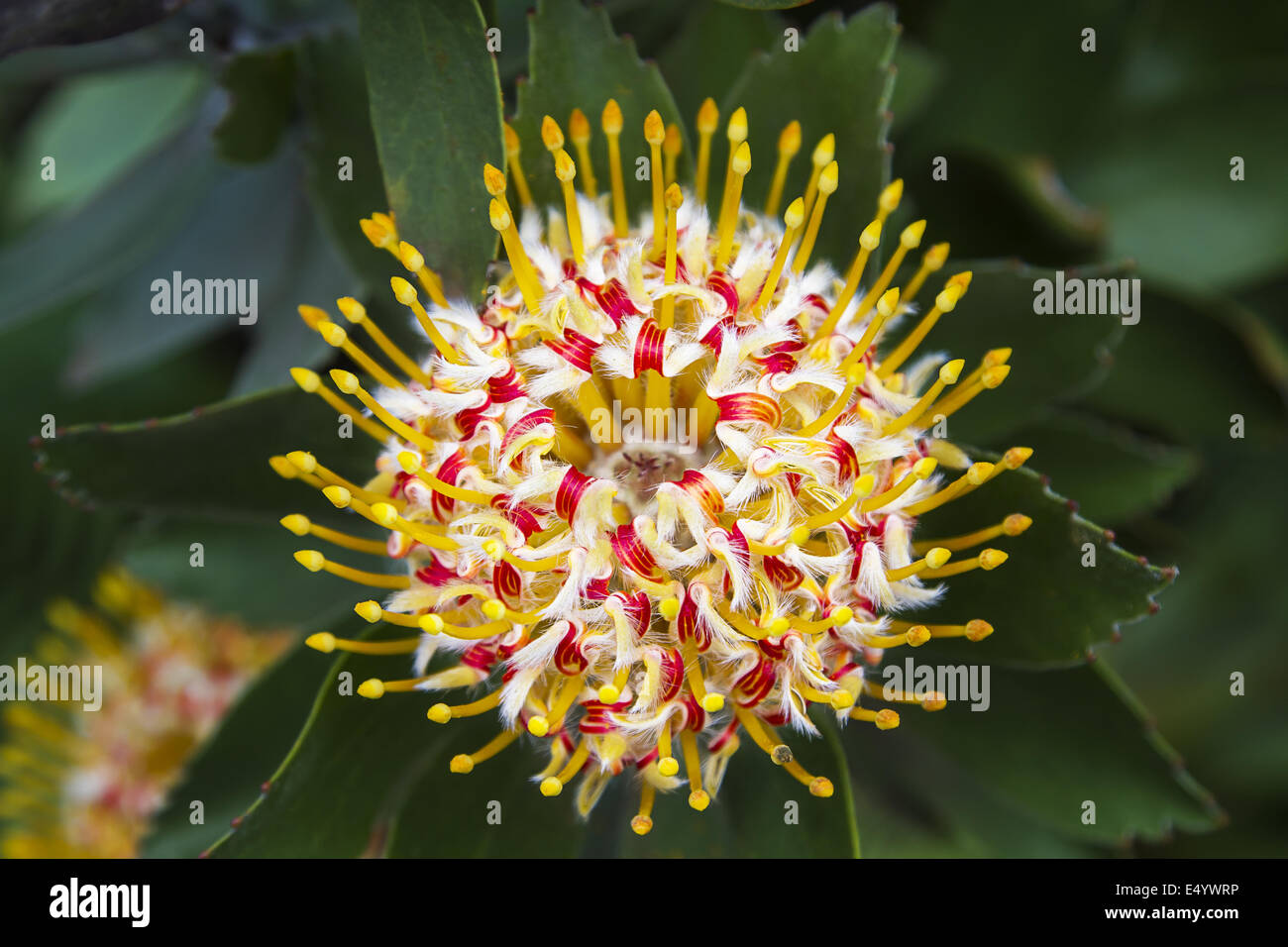 Pincushion flower Stock Photo