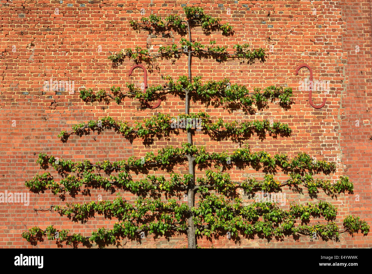 Fruit tree trained on Brick Wall Stock Photo