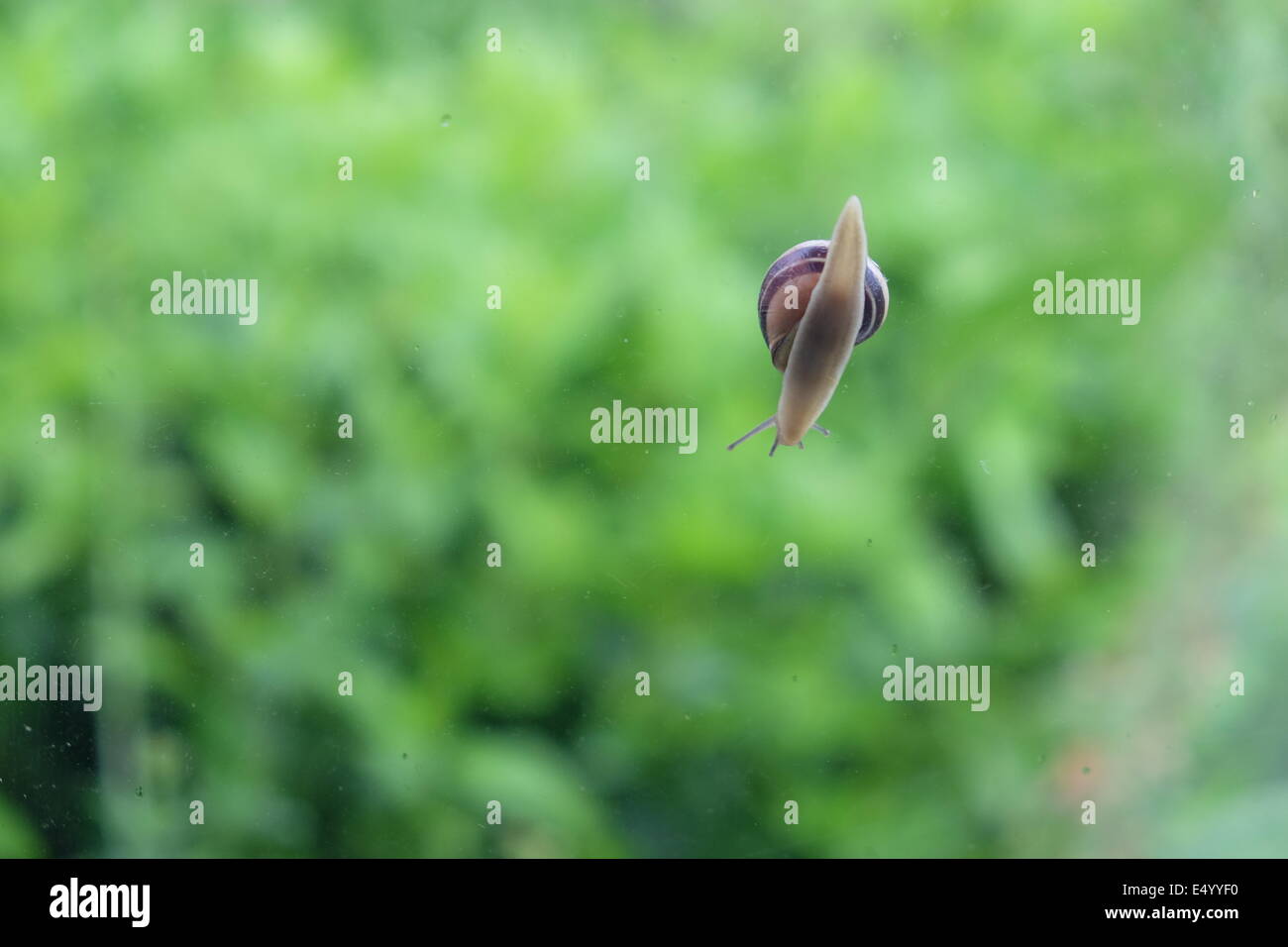 snail sliding down a window Stock Photo