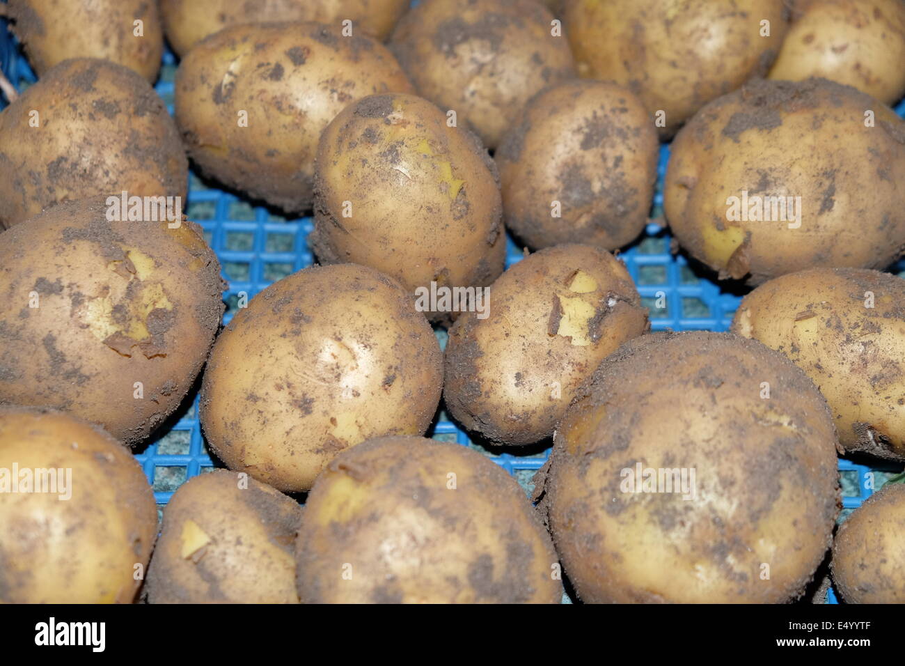 first early potatoes Stock Photo - Alamy