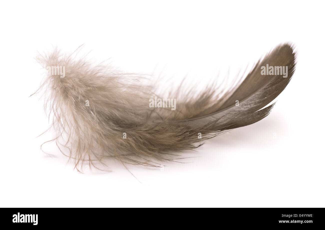 Small soft feather isolated on white Stock Photo