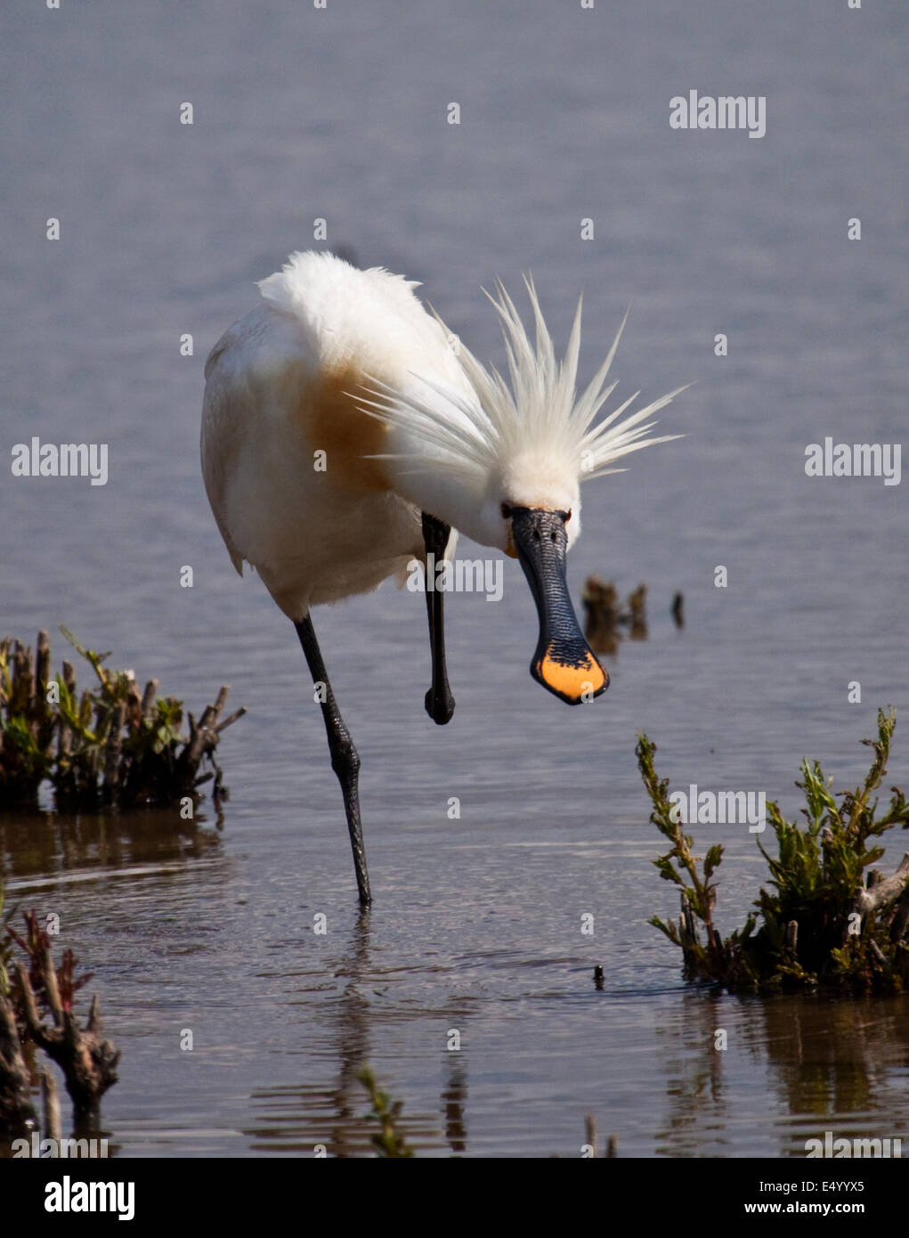 Spoonbill in close Stock Photo - Alamy