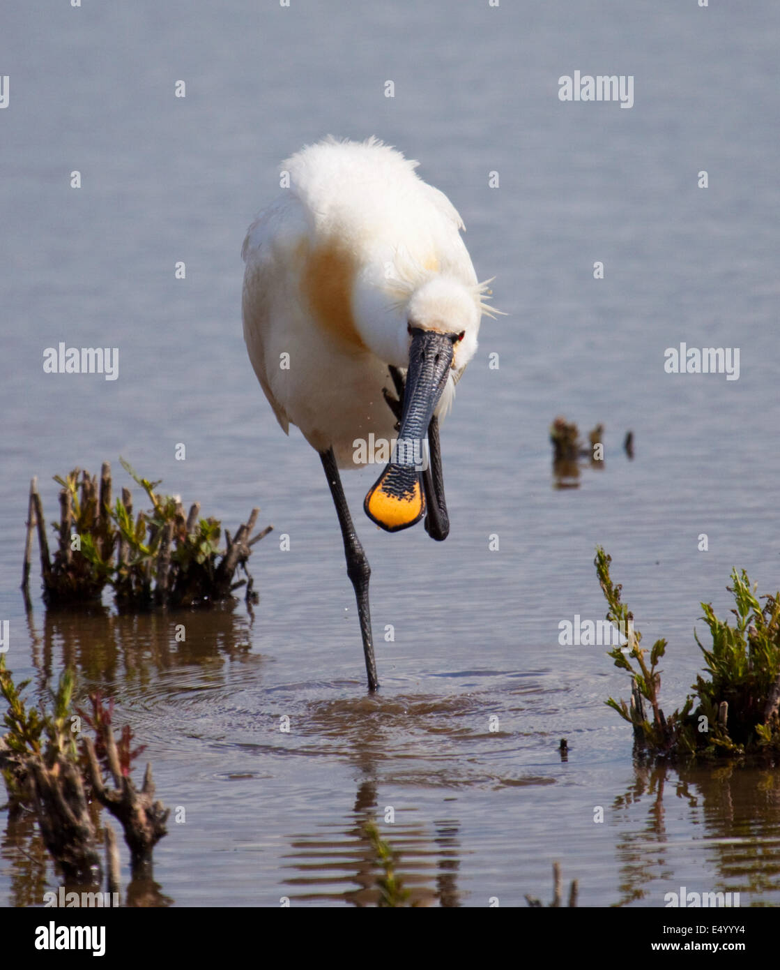Spoonbill in close Stock Photo - Alamy