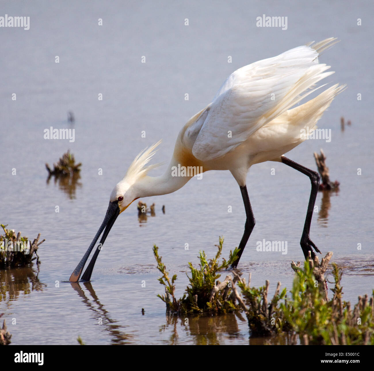 Spoonbill in close Stock Photo - Alamy