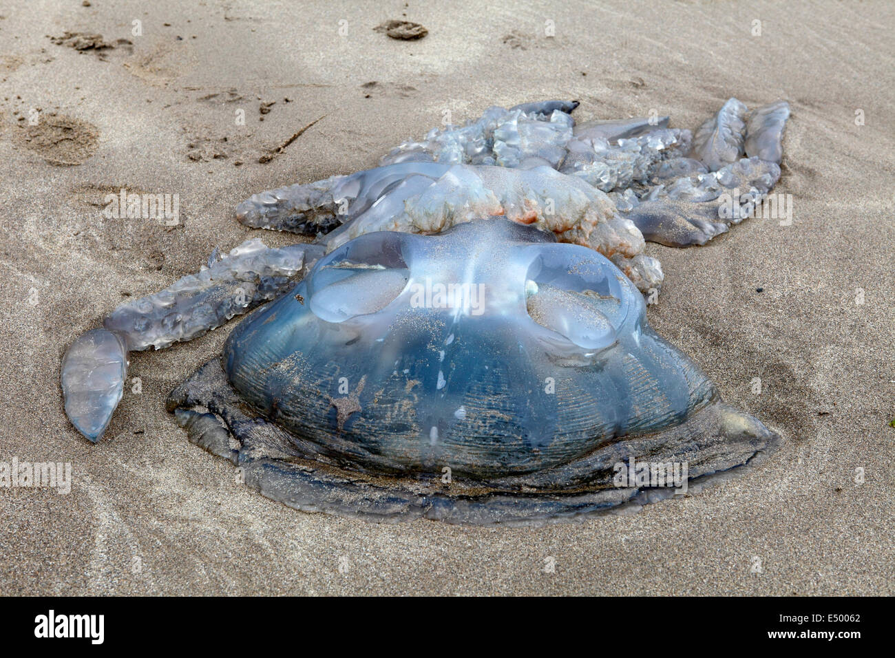 Huge Barrel jellyfish washed up on the beach. West Wales Stock Photo Alamy