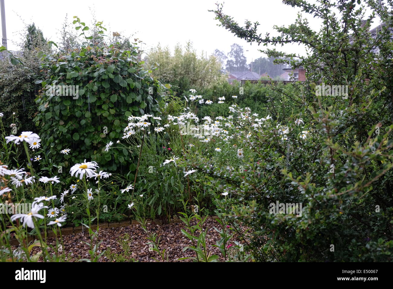 summer rain helping to water a garden Stock Photo