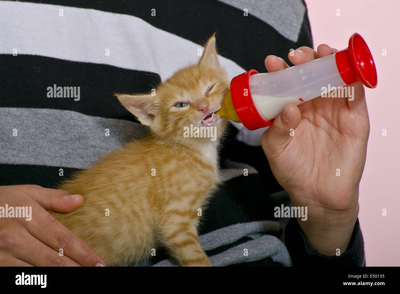 View of Kitten milk replacer hi-res stock photography and images - Alamy