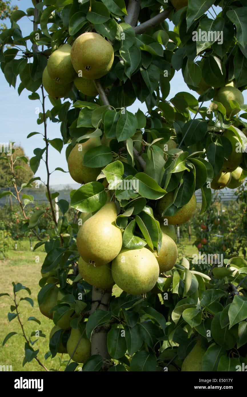 Peartree hi-res stock photography and images - Alamy