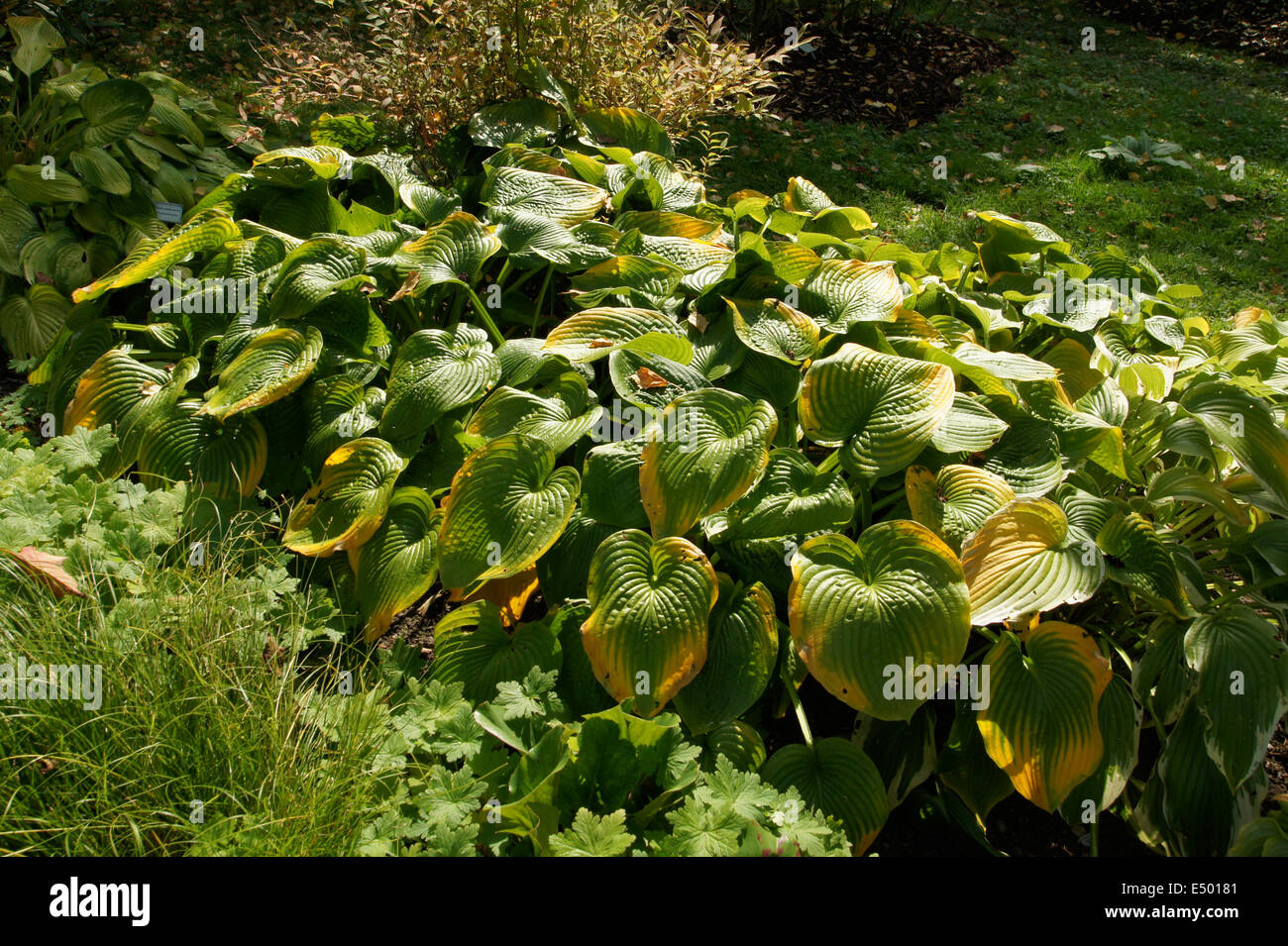 Hostas Stock Photo