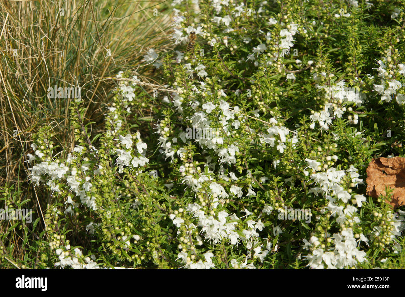 Creeping savory Stock Photo
