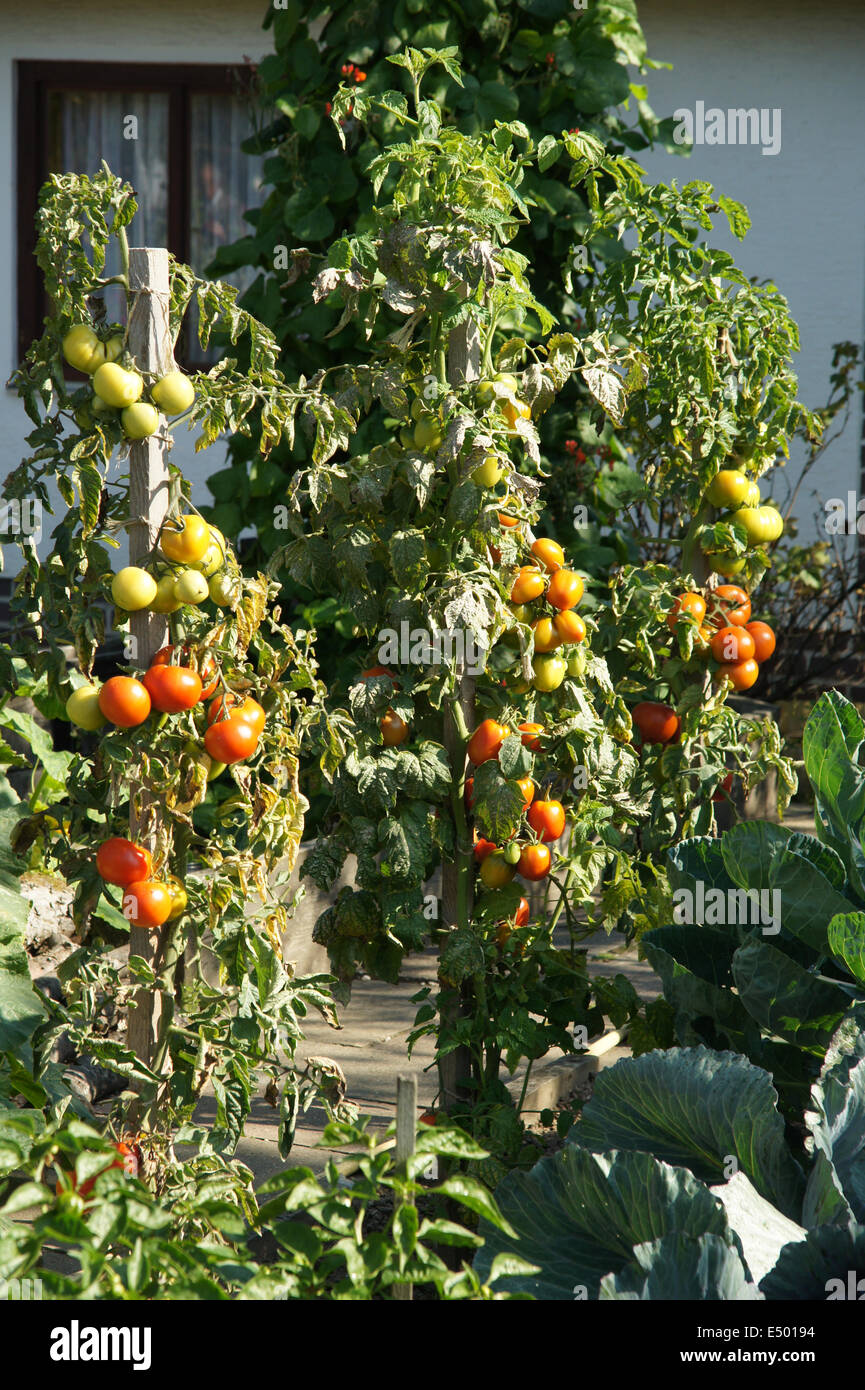 Tomatoes Stock Photo