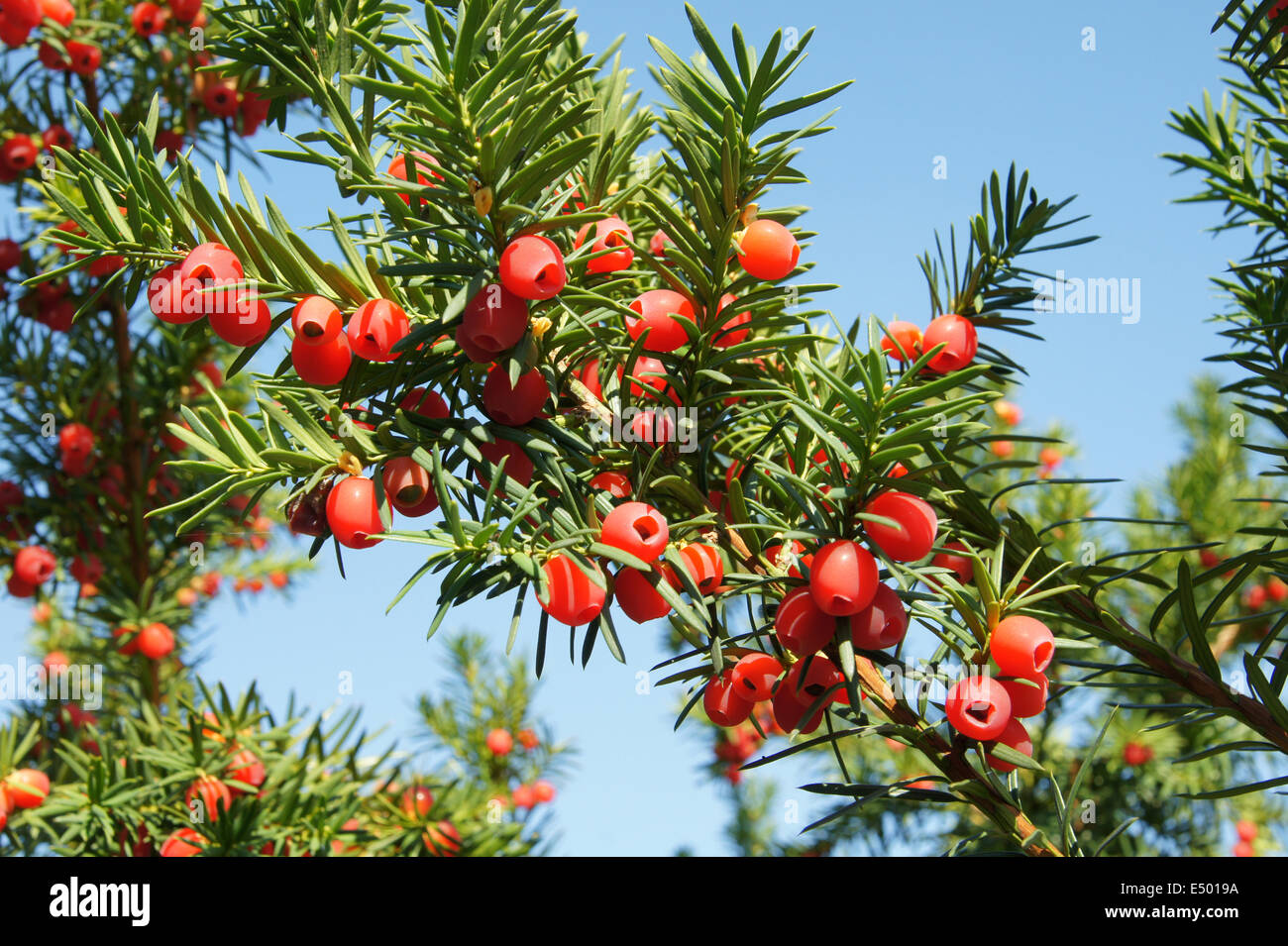 Eiben hi-res stock photography and images - Alamy