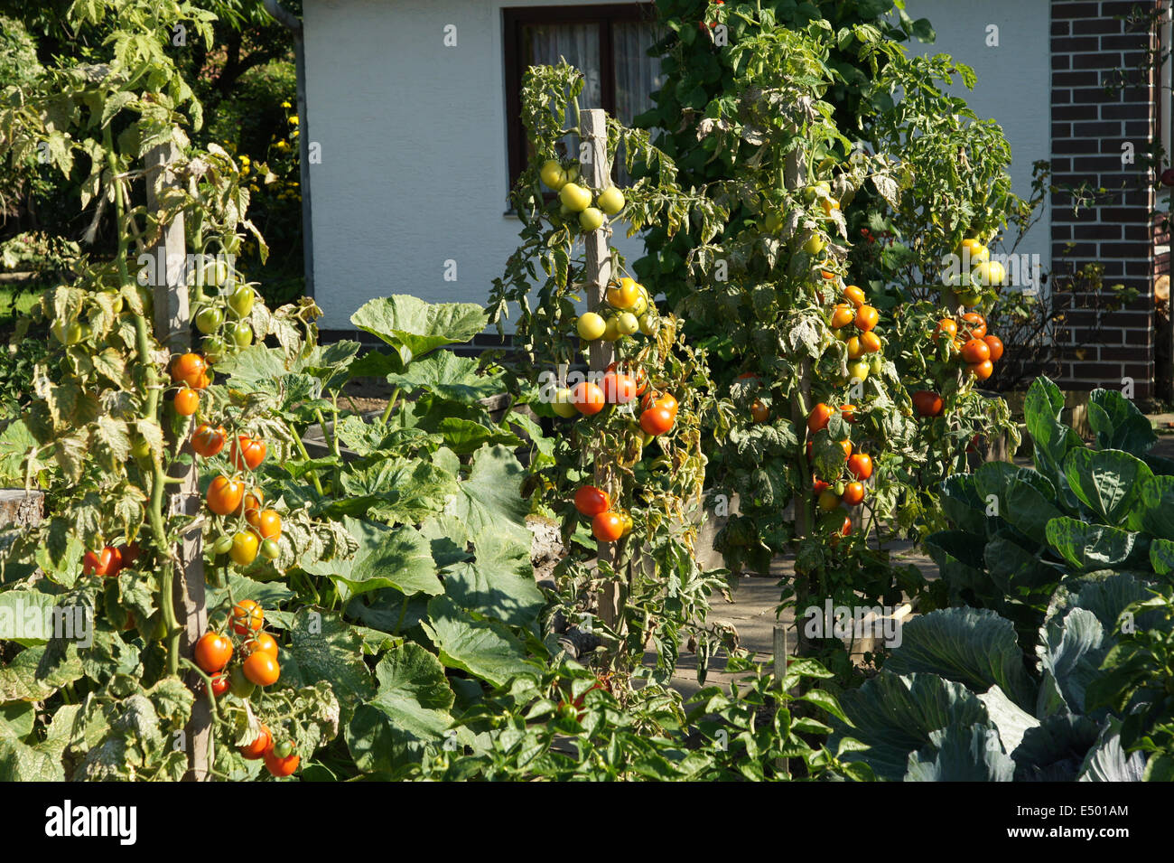 Tomatoes Stock Photo