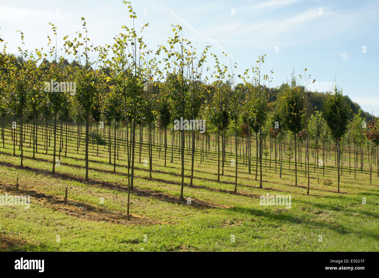 Limes in a tree nursery Stock Photo