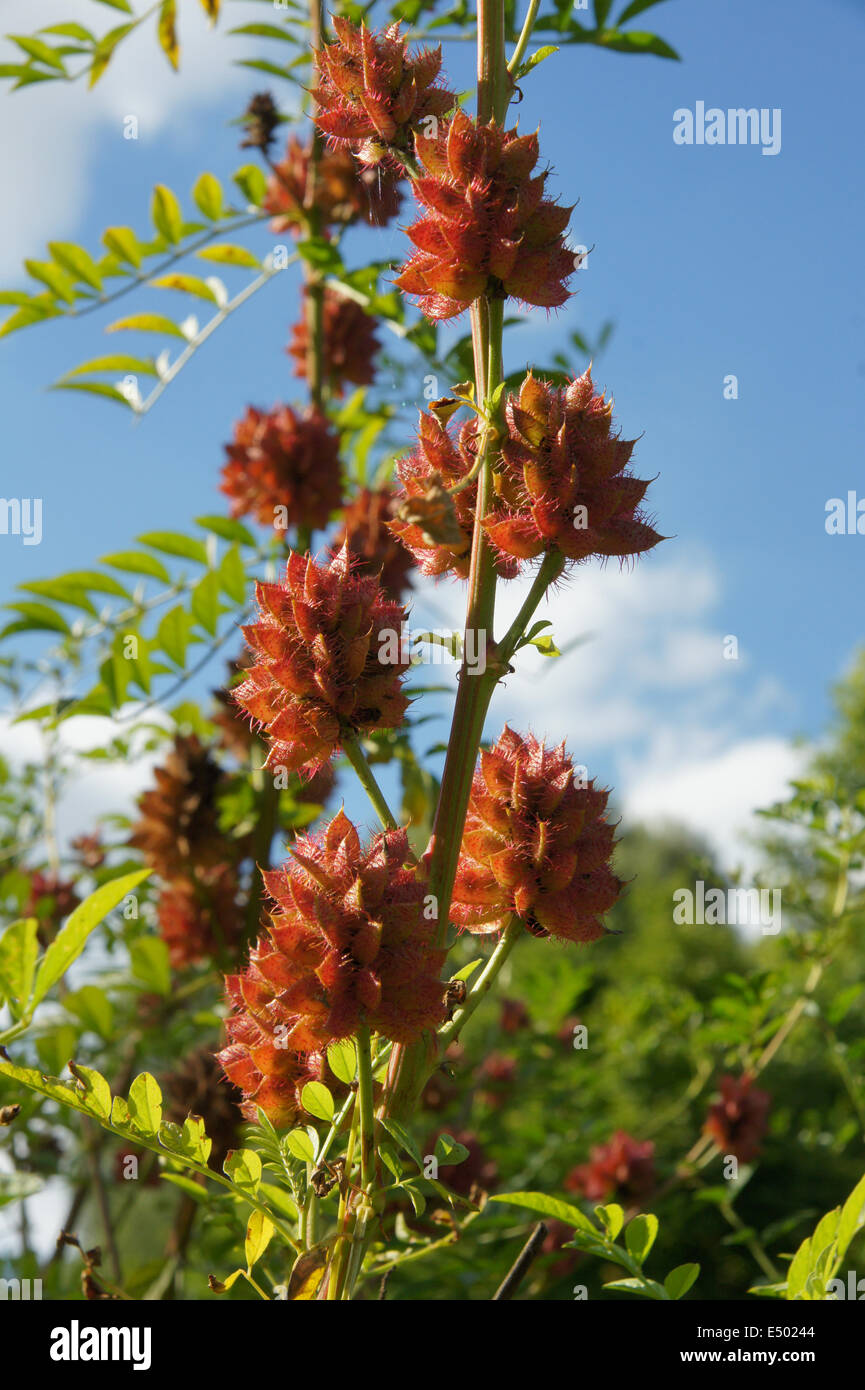 Licorice flower hires stock photography and images Alamy