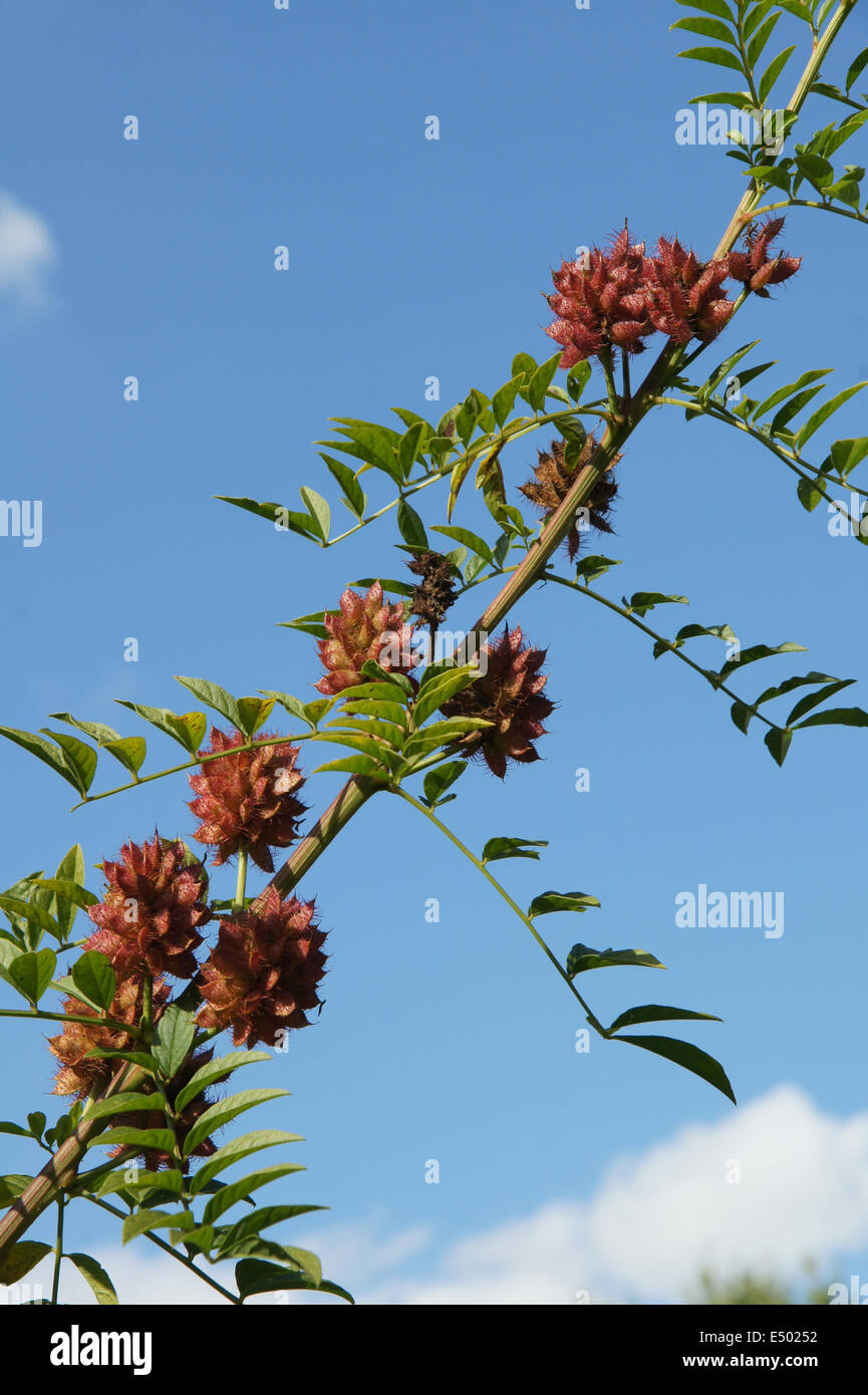 Licorice flower hires stock photography and images Alamy