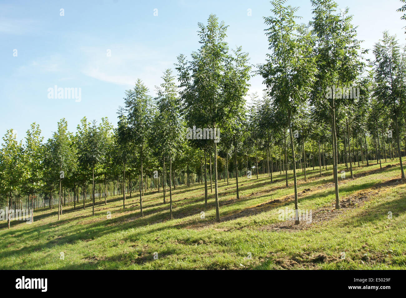 Ashes in a tree nursery Stock Photo Alamy
