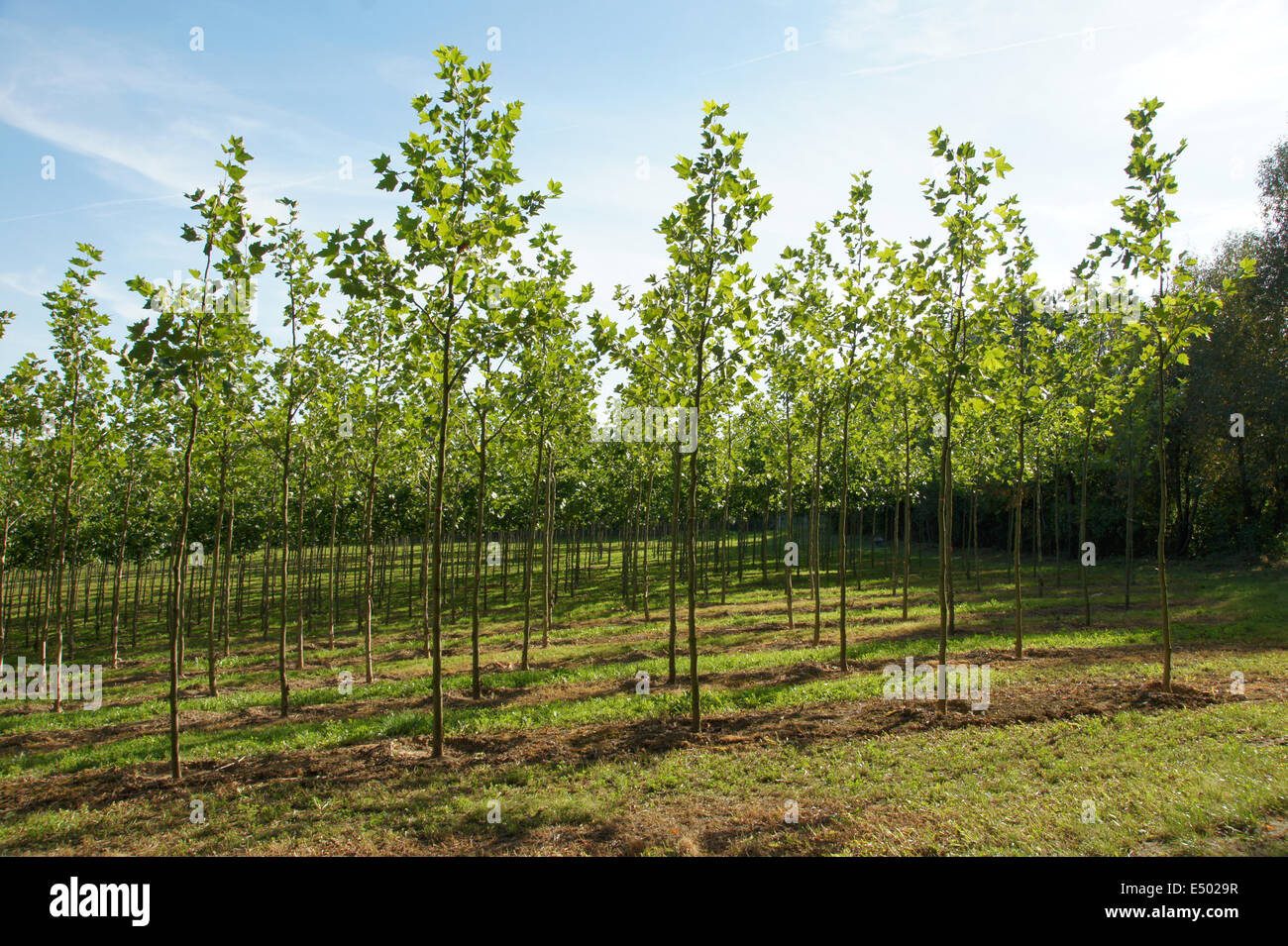 Tree Nursery High Resolution Stock Photography and Images Alamy