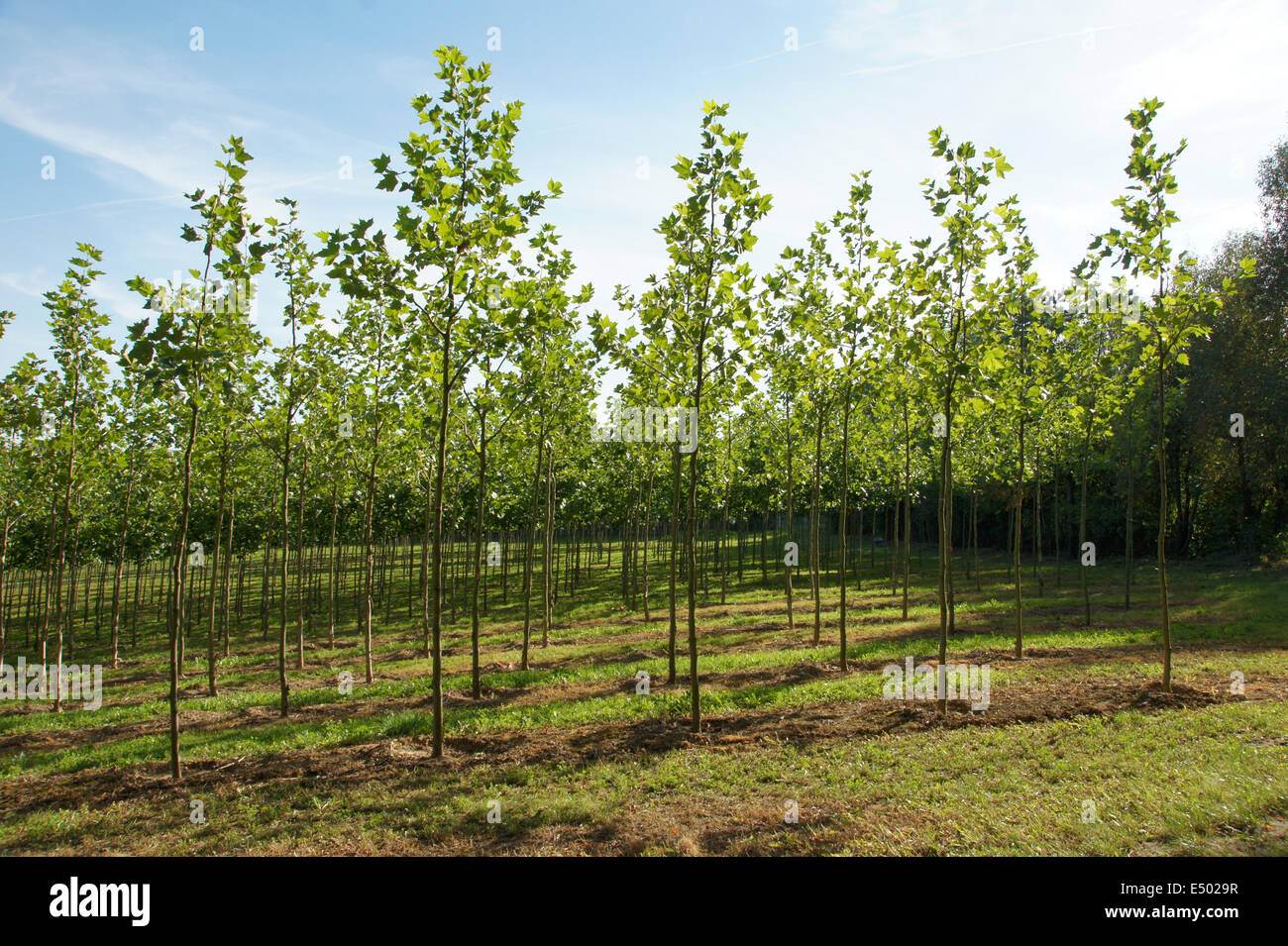 Tree nursery hi-res stock photography and images - Alamy