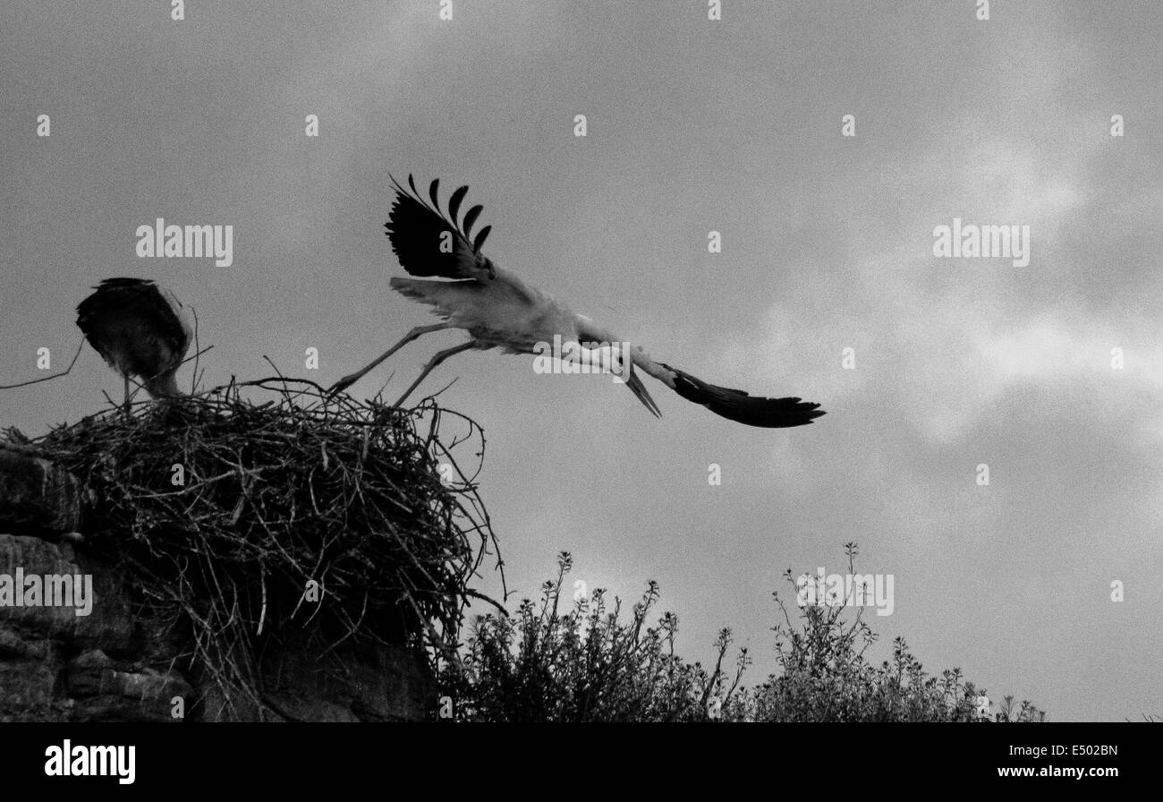 Flying stork on the great walk of  Saint James, Jakobsweg, Camino de Santiago, Spain, Black and white Stock Photo