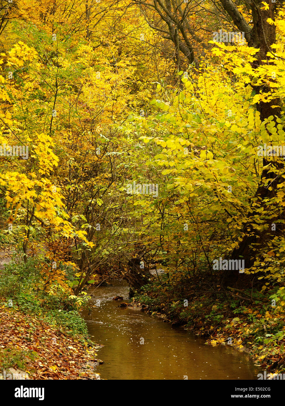 autumn pond Stock Photo