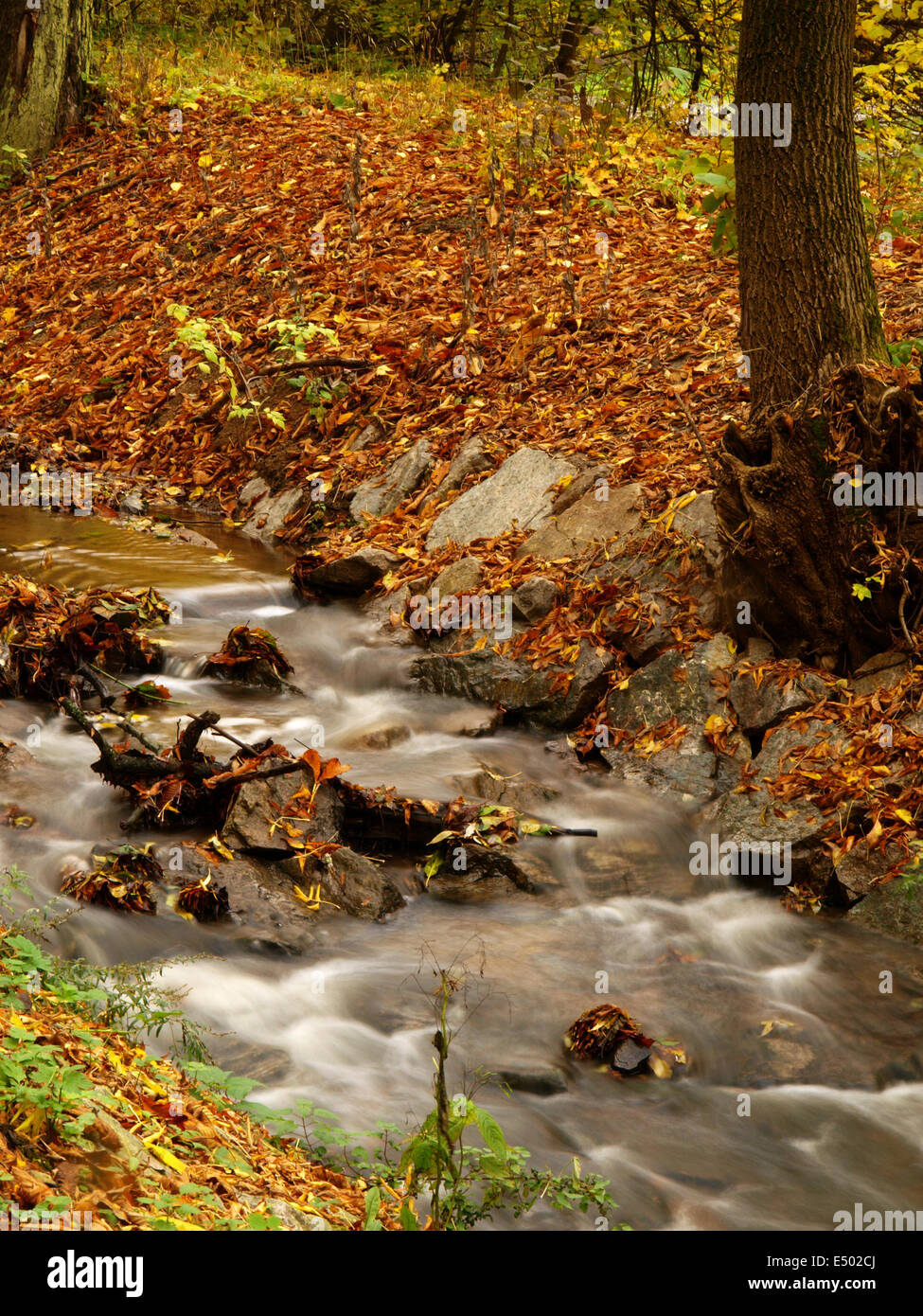 autumn pond Stock Photo