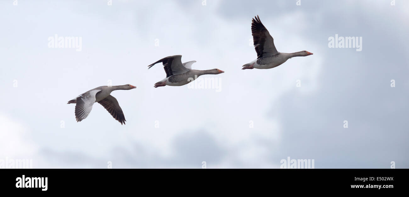 A photomontage of three shots of a flying Greylag Goose to illustrate it's flight pattern, Titchwell RSPB Reserve, Norfolk, UK. Stock Photo