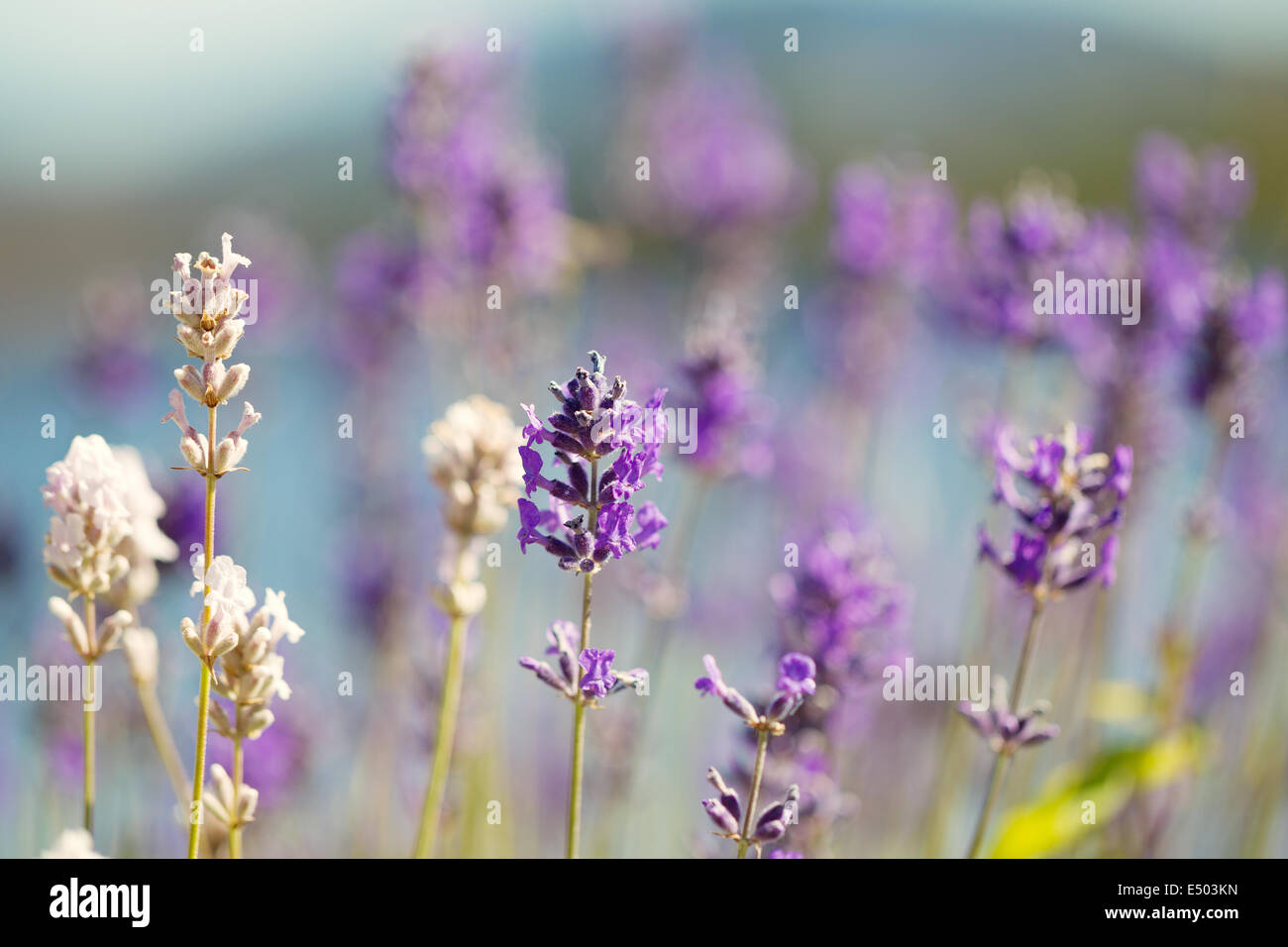 Closeup horizontal photo of a single, top part in focus, lavender flower with various other blurred out flowers and ocean Stock Photo