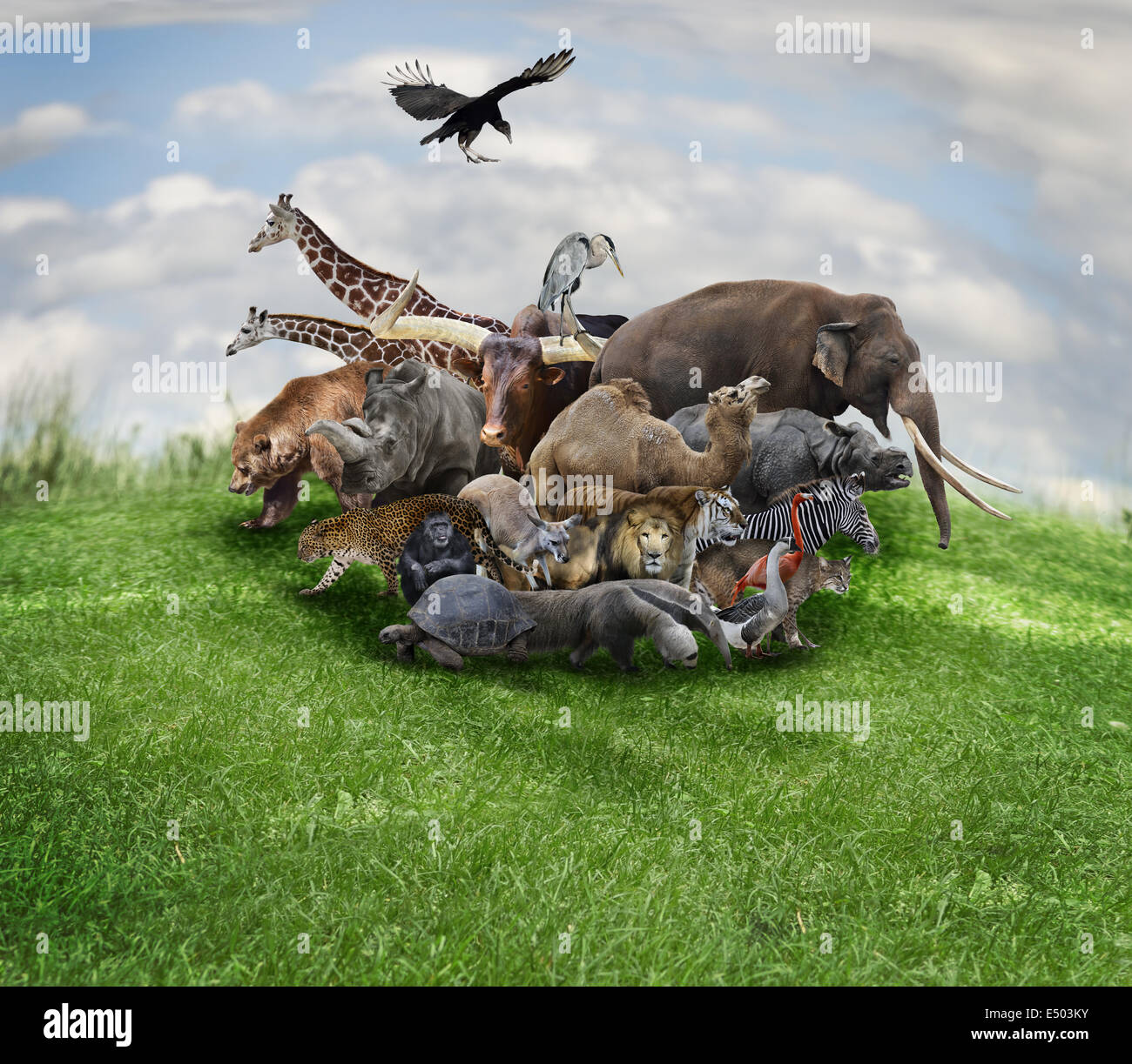Zoo animals collage hi-res stock photography and images - Alamy