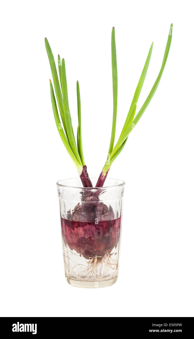 Green onion growing in a glass with water Stock Photo Alamy
