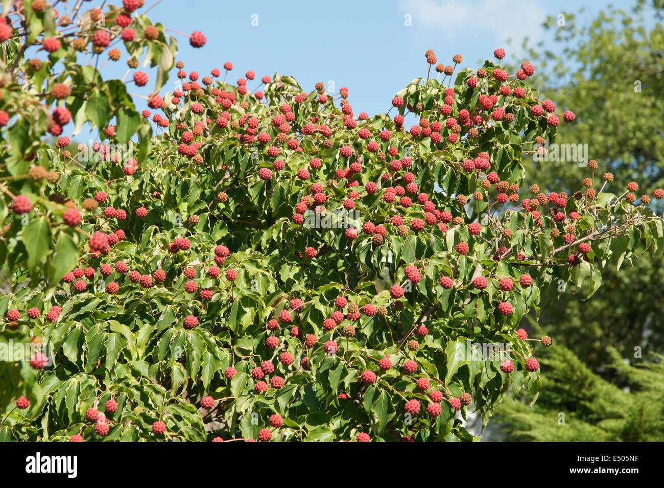 Flowering Dogwood Stock Photo