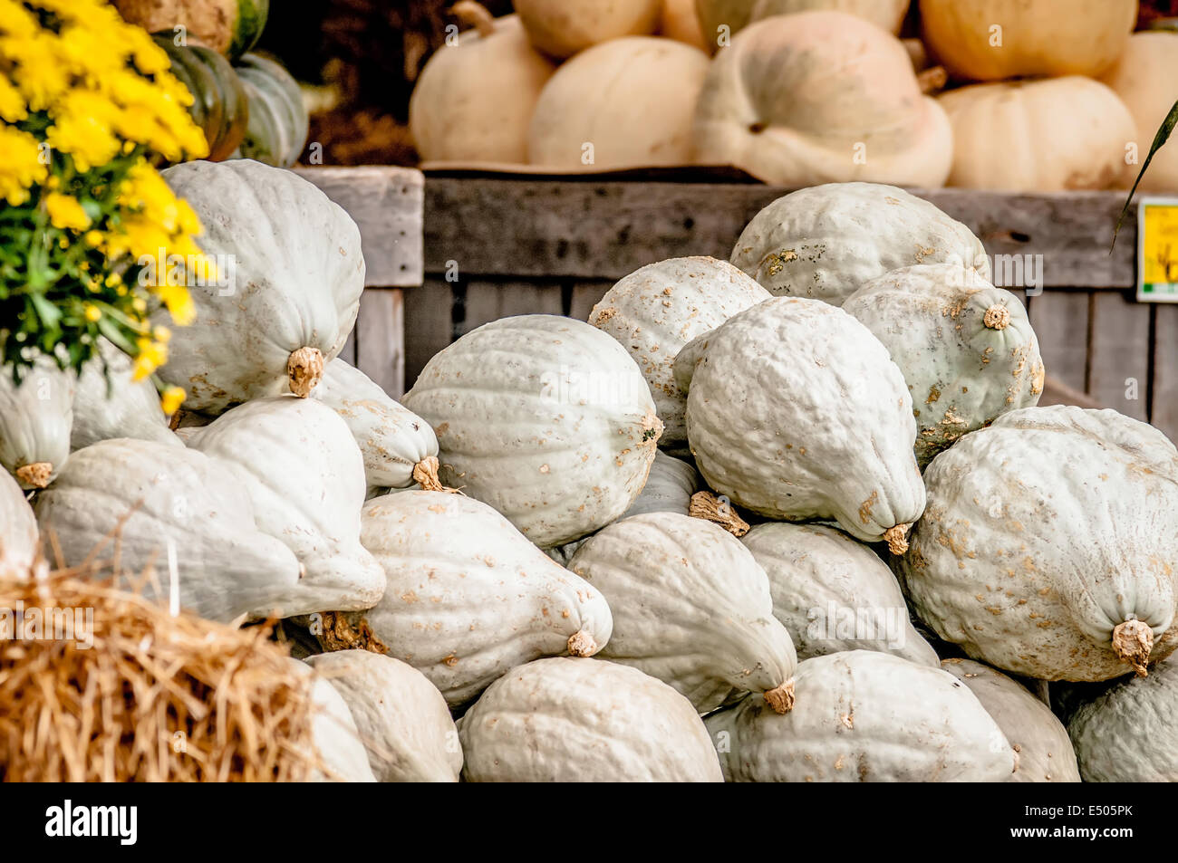 blue pumpkins on farmers market display Stock Photo - Alamy