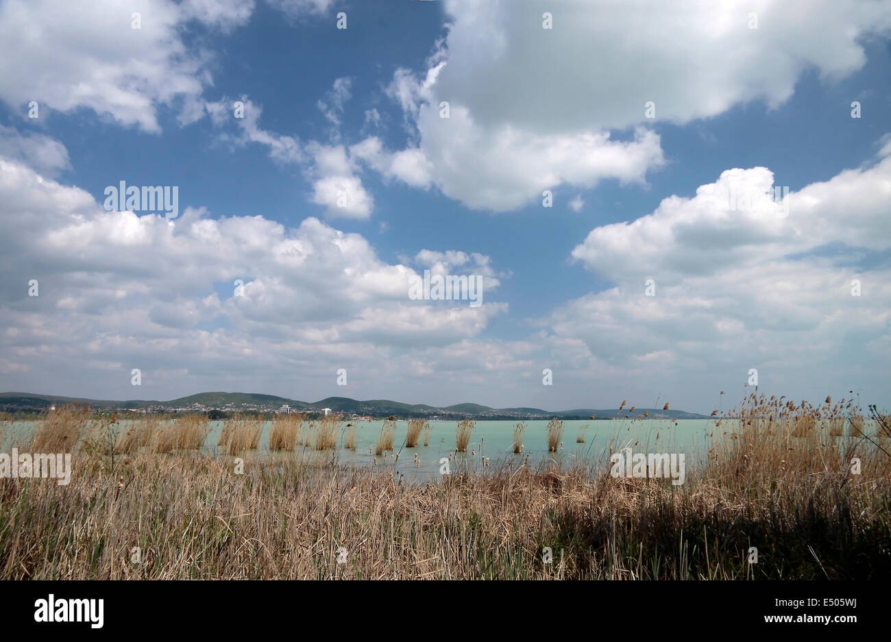 Reed near Szigliget at Lake Balaton, Hungary Stock Photo