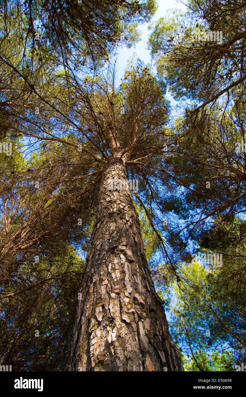 Picture of a green forest Stock Photo - Alamy